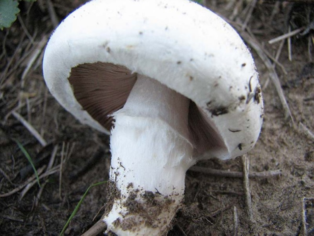 Мицелий Шампиньона лугового/ Шампиньон обыкновенный (Agaricus campestris)